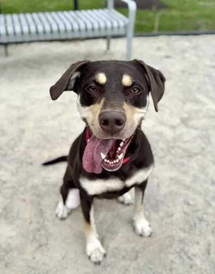 An adult medium-sized female Mixed Breed dog named Raya for adoption in Fairfax, VA