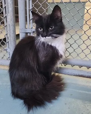 A young small-sized female Domestic Short Hair cat named Vino for adoption in Ogdensburg, NY