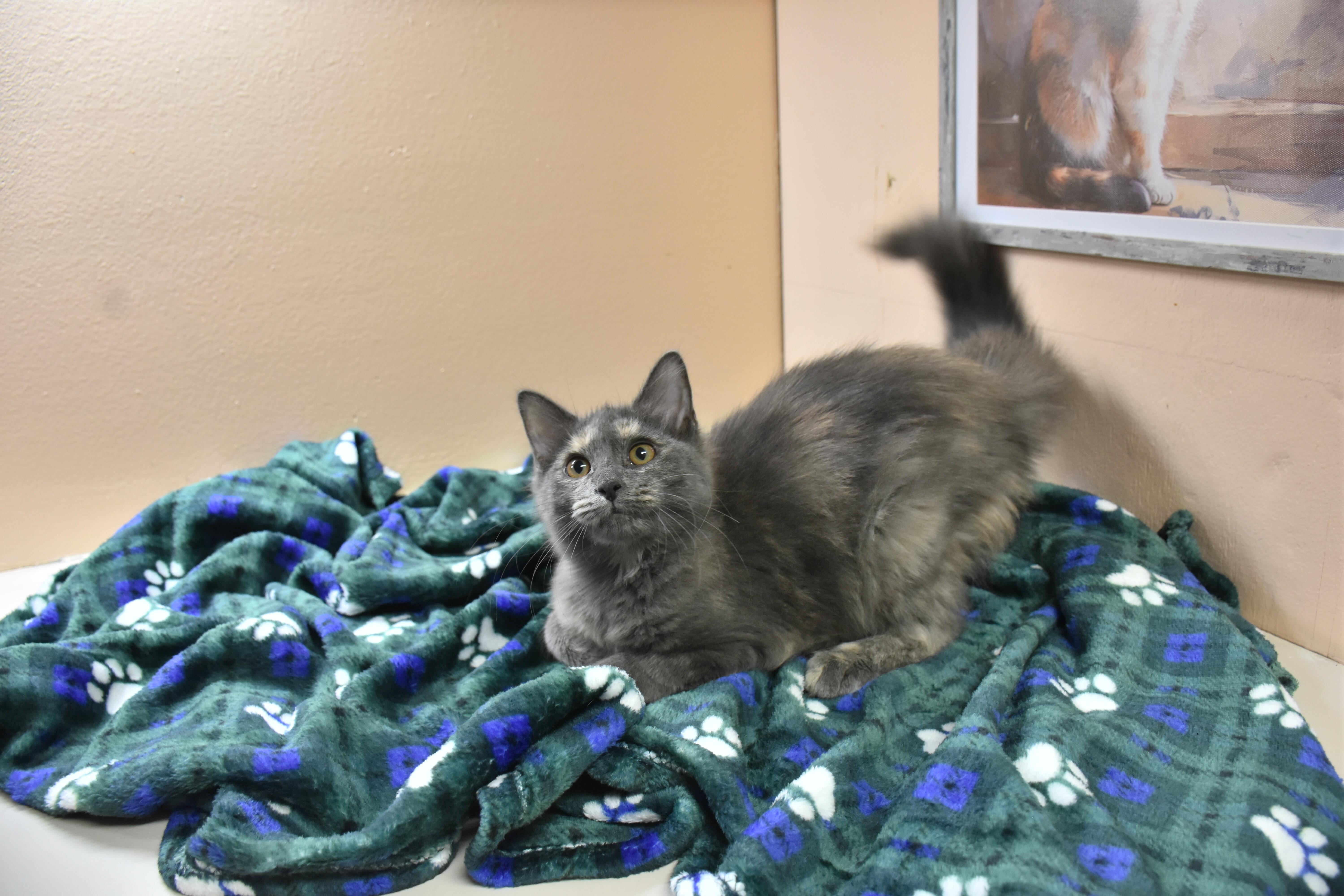 A baby small-sized female Dilute Tortoiseshell Domestic Medium Hair cat named Brook for adoption in North Judson, IN