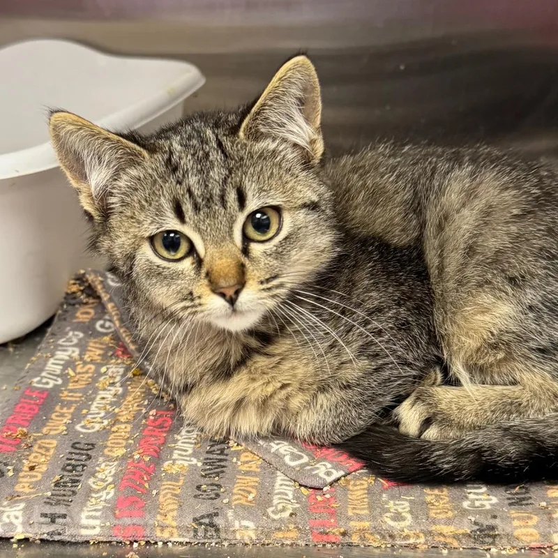 I Saw Mommy Kissing thumbnail 2