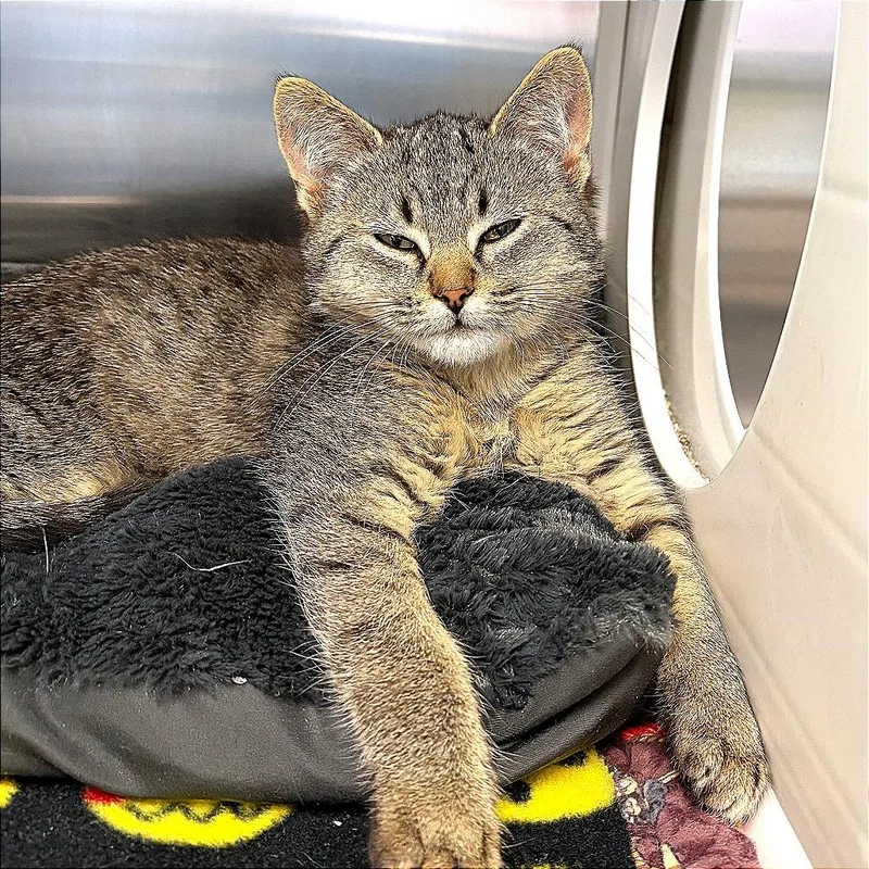 I Saw Mommy Kissing thumbnail 3