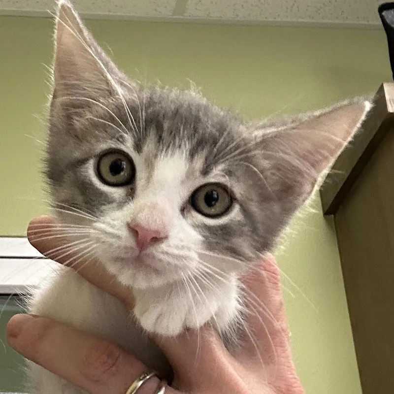 A baby small-sized male Domestic Short Hair cat named Zipper for adoption in Kyle, TX