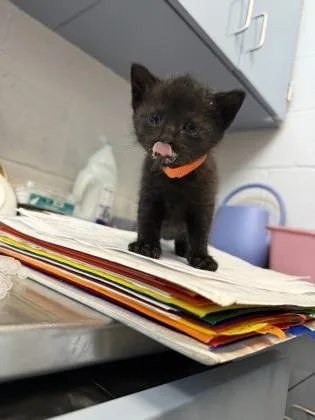 A baby small-sized female Domestic Short Hair cat named Nova for adoption in Manteo, NC