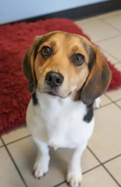 An adult small-sized female Beagle dog named Lady for adoption in Bowling Green, KY