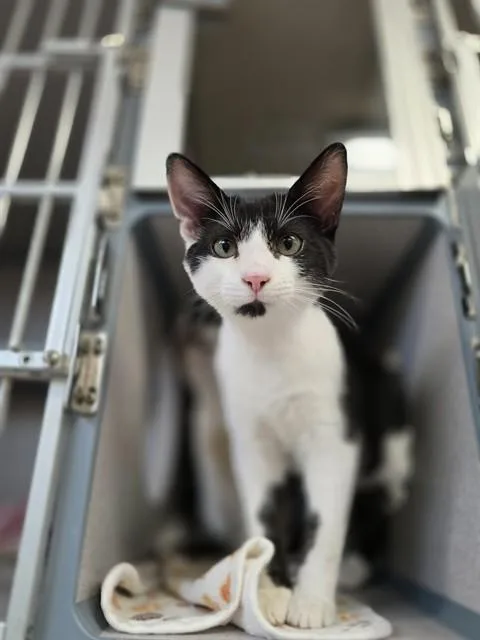 A baby small-sized male Domestic Short Hair cat named Finn for adoption in Aliquippa, PA