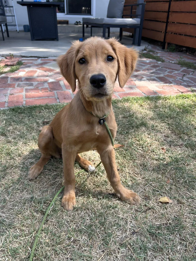 A baby medium-sized female Golden Retriever dog named Peanut Butter for adoption in San Diego, CA