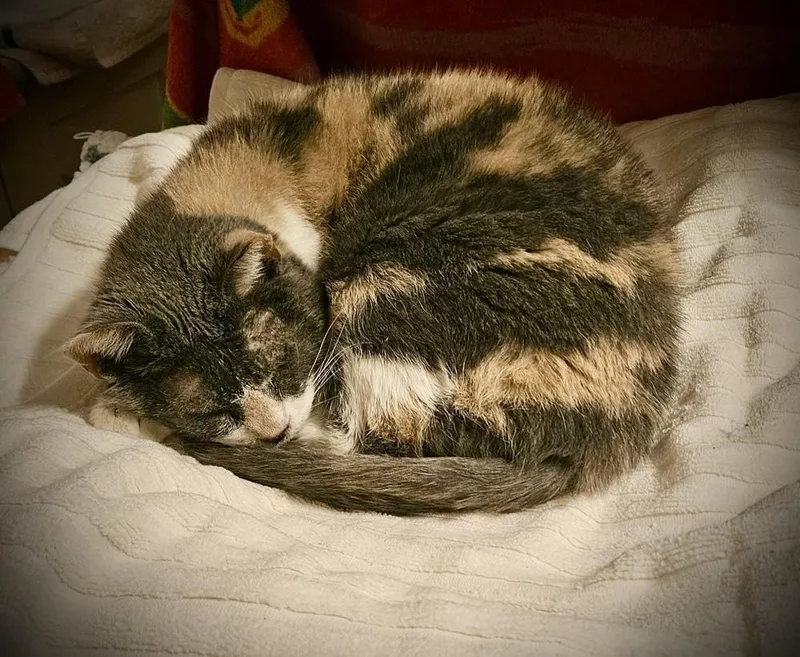 An adult medium-sized female Orange & White Domestic Short Hair cat named Autumn for adoption in Chalfont, PA