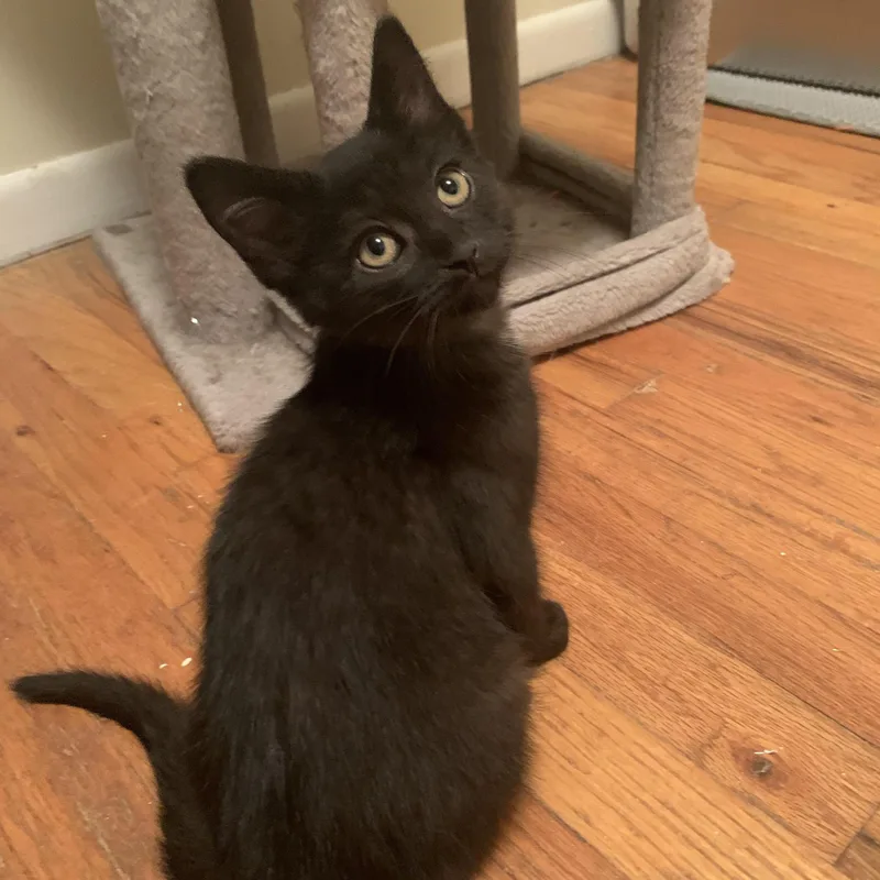 A baby medium-sized female Black Domestic Short Hair cat named Dr. Pepper Zero for adoption in Royal Oak, MI
