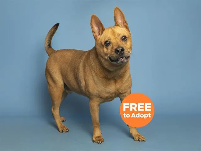 An adult medium-sized male Australian Kelpie dog named Bogy for adoption in Phoenix, AZ