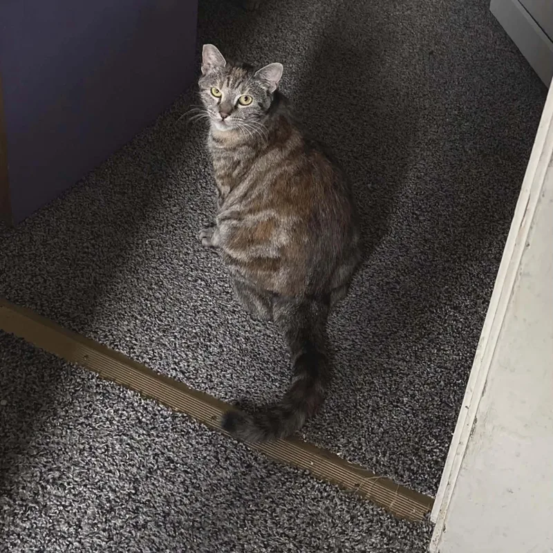 Taco  Mexican Food thumbnail 2