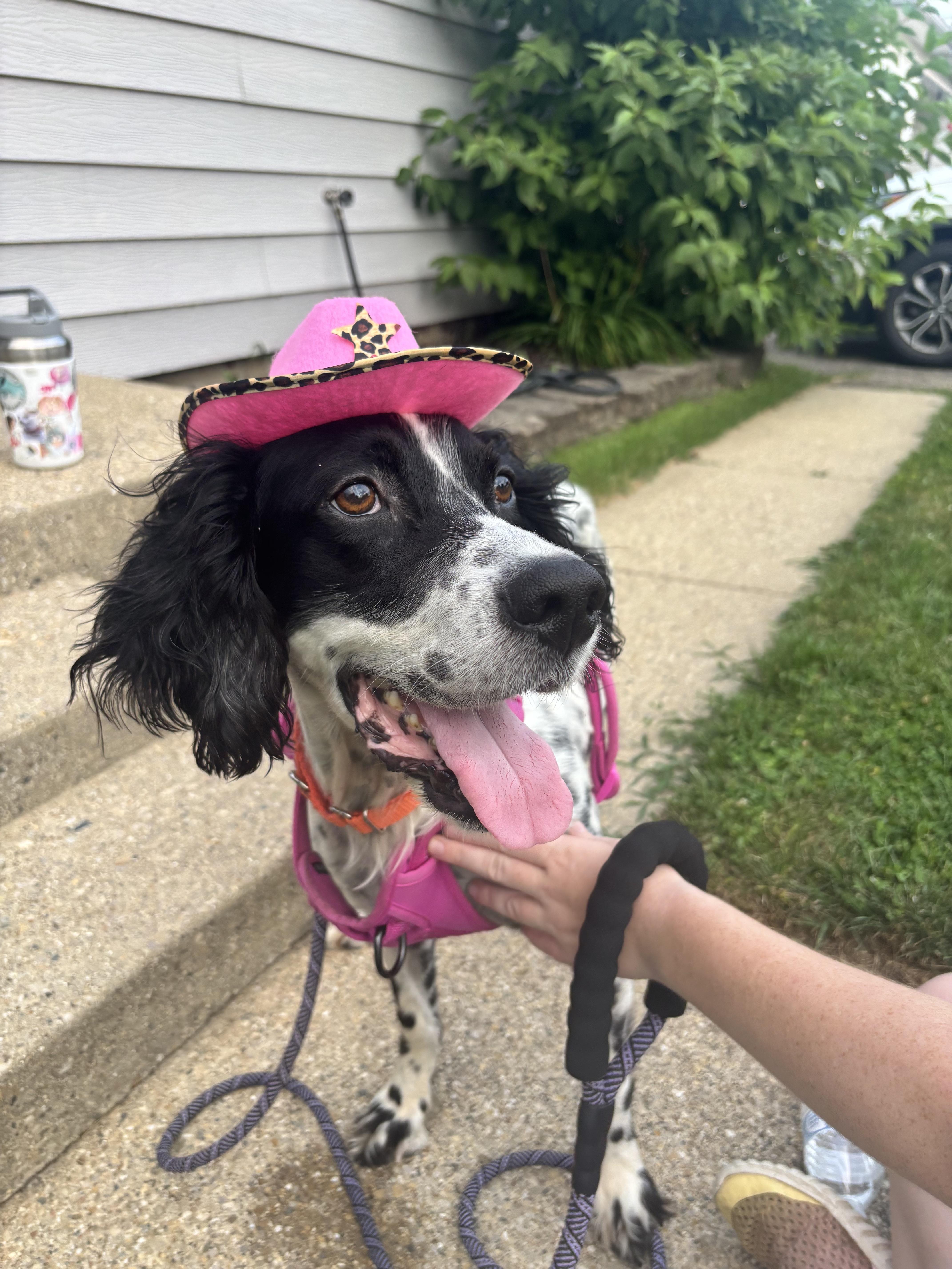 An adult medium-sized female Merle (Blue) English Setter dog named Mora for adoption in Whitestown, IN