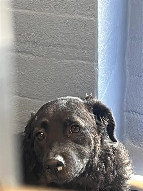 A young medium-sized female Labrador Retriever dog named Pinky for adoption in Downey, CA