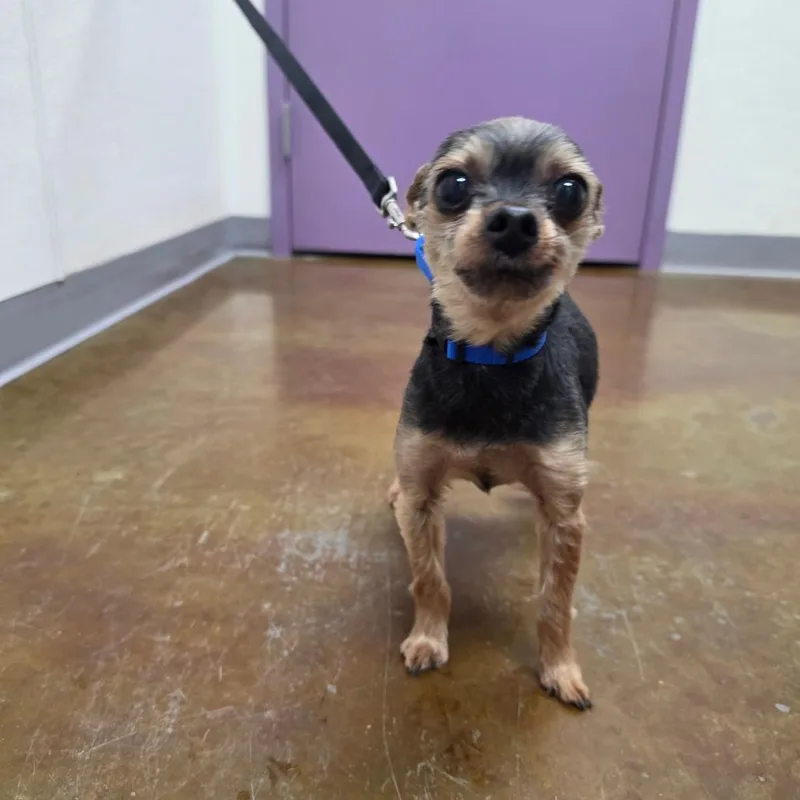 A senior small-sized male Black Yorkshire Terrier dog named Jacks for adoption in Albuquerque, NM