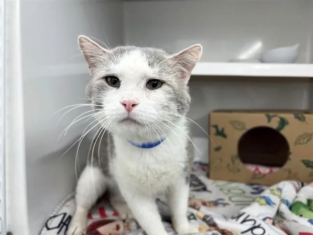 An adult medium-sized male Domestic Medium Hair cat named Christian for adoption in Saint Louis, MO