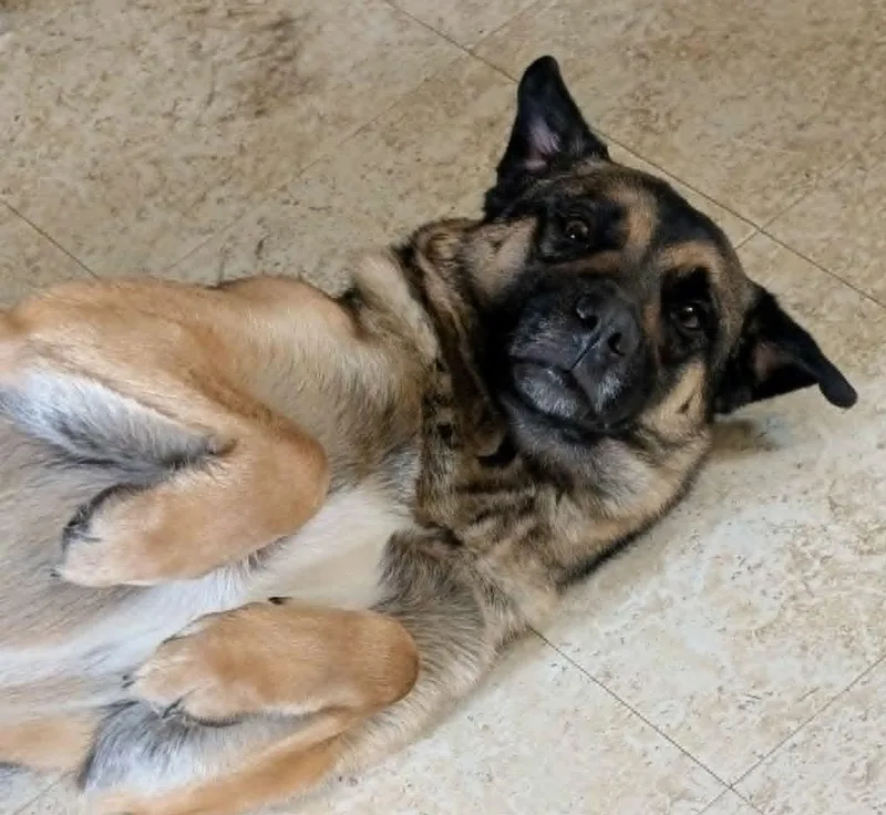 A young large-sized male German Shepherd Dog dog named Apollo for adoption in Cuba, NY