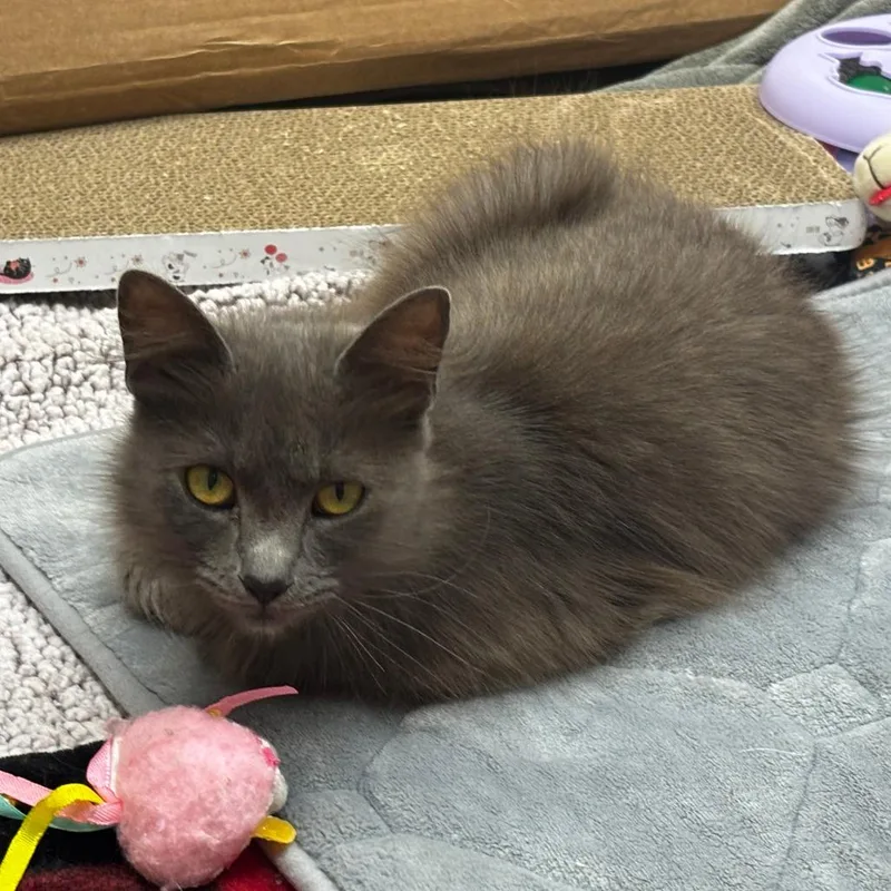 Pusheen thumbnail 3