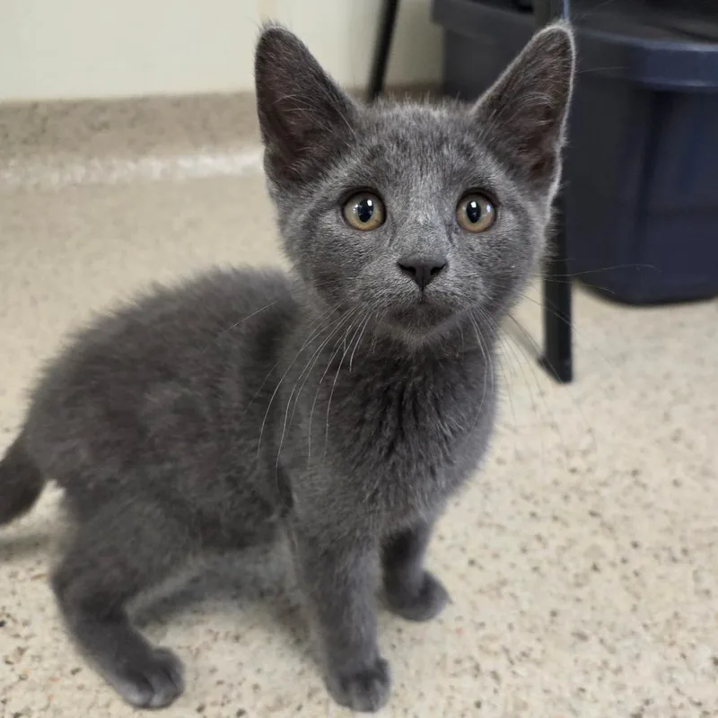 A baby small-sized male Gray / Blue / Silver Domestic Short Hair cat named Lemonade for adoption in Oshkosh, WI