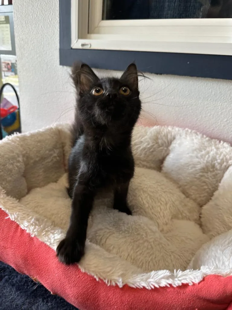 A baby small-sized female Domestic Short Hair cat named Ana for adoption in Newberg, OR