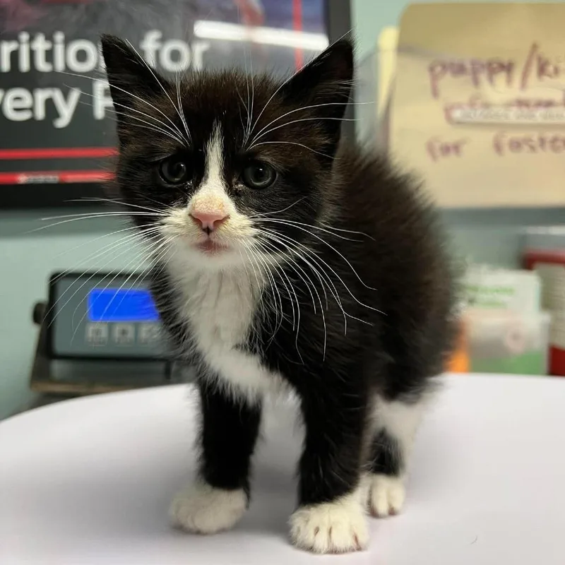 A baby small-sized female Black Domestic Short Hair cat named Black Eyed Pea for adoption in Edwardsville, IL