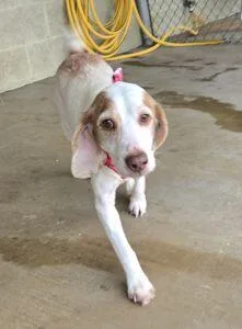 Bonnie