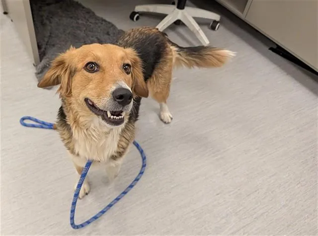 An adult medium-sized female Australian Shepherd dog named Brooklyn for adoption in Colorado Springs, CO