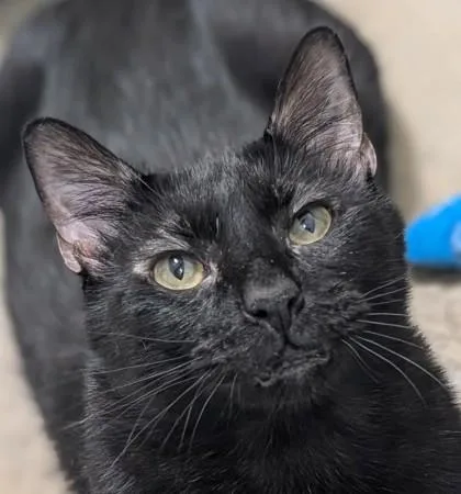 An adult small-sized male Domestic Short Hair cat named JiJi for adoption in La Harpe, KS