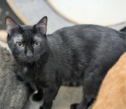 JiJi thumbnail 3