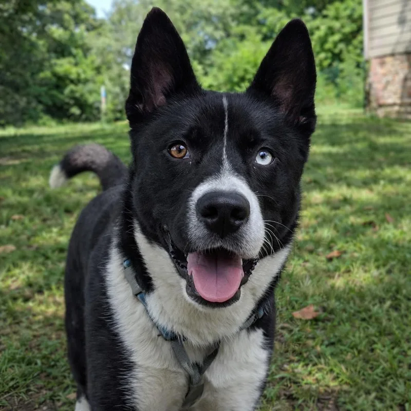 Voodoo  Current Pups thumbnail 2