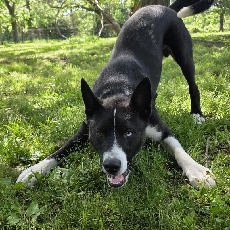 Voodoo  Current Pups thumbnail 6