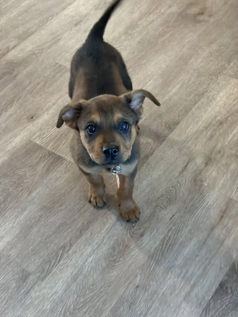 A baby medium-sized male Bicolor Mixed Breed dog named Rusty for adoption in Miami, FL