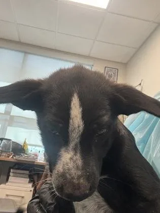 A baby medium-sized female Cattle Dog dog named Sip for adoption in Fresno, CA