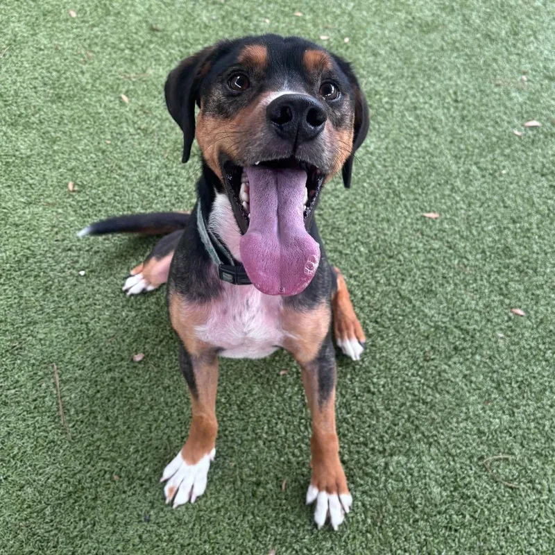 An adult medium-sized male Black Mixed Breed dog named Ace for adoption in Freeport, FL