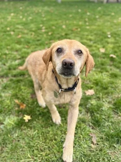 A senior medium-sized female Yellow Labrador Retriever dog named Lacy for adoption in Roseburg, OR