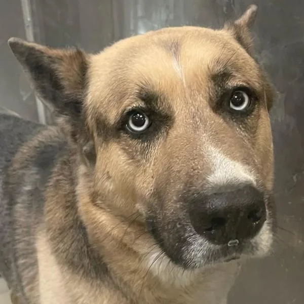 An adult large-sized male German Shepherd Dog dog named Lj for adoption in Des Moines, IA
