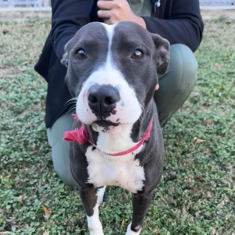 An adult medium-sized female Pit Bull Terrier dog named Lola for adoption in Columbia, SC
