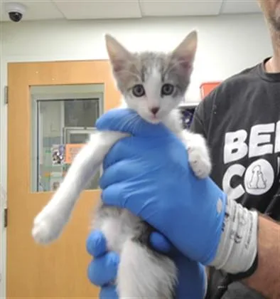 A baby small-sized male Domestic Medium Hair cat named Reuben for adoption in Albuquerque, NM