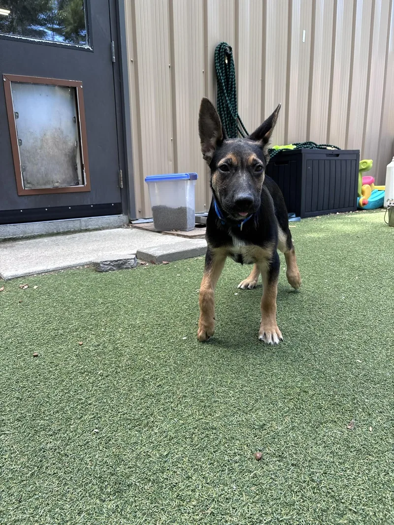 A baby medium-sized male Mixed Breed dog named Billy for adoption in Pembroke, MA