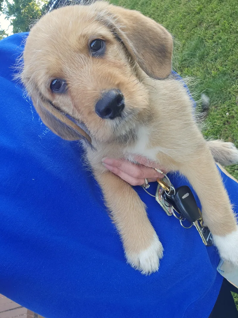 A baby medium-sized male Apricot / Beige Goldendoodle dog named Nutmeg So Il for adoption in O Fallon, IL