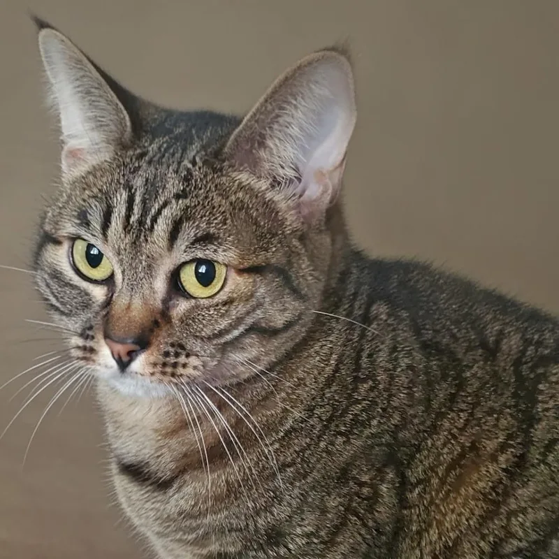 A senior medium-sized female Brown / Chocolate American Shorthair cat named Sassy for adoption in Warrensburg, MO