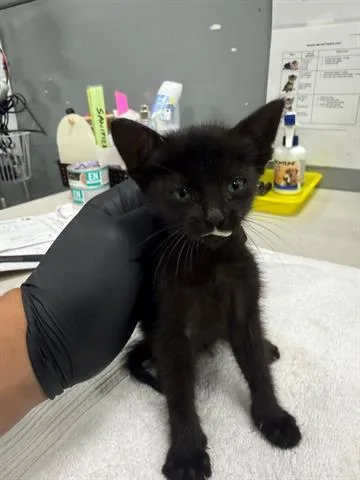A baby small-sized female Domestic Short Hair cat named Cami for adoption in San Martin, CA