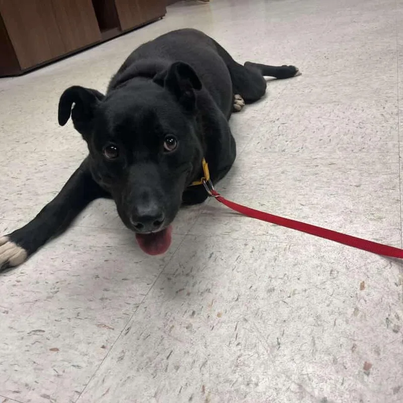 An adult medium-sized male Black Labrador Retriever dog named Big John for adoption in Salem, WV