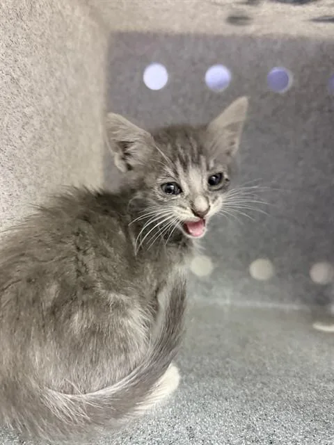 A baby small-sized male Domestic Short Hair cat named Palmer for adoption in Riverside, CA