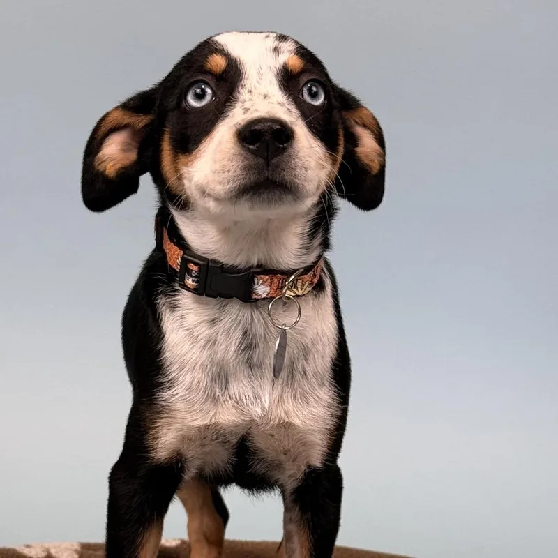 Watermelon thumbnail 2