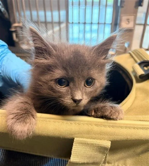 A baby small-sized female Domestic Short Hair cat named Poppy for adoption in Baytown, TX