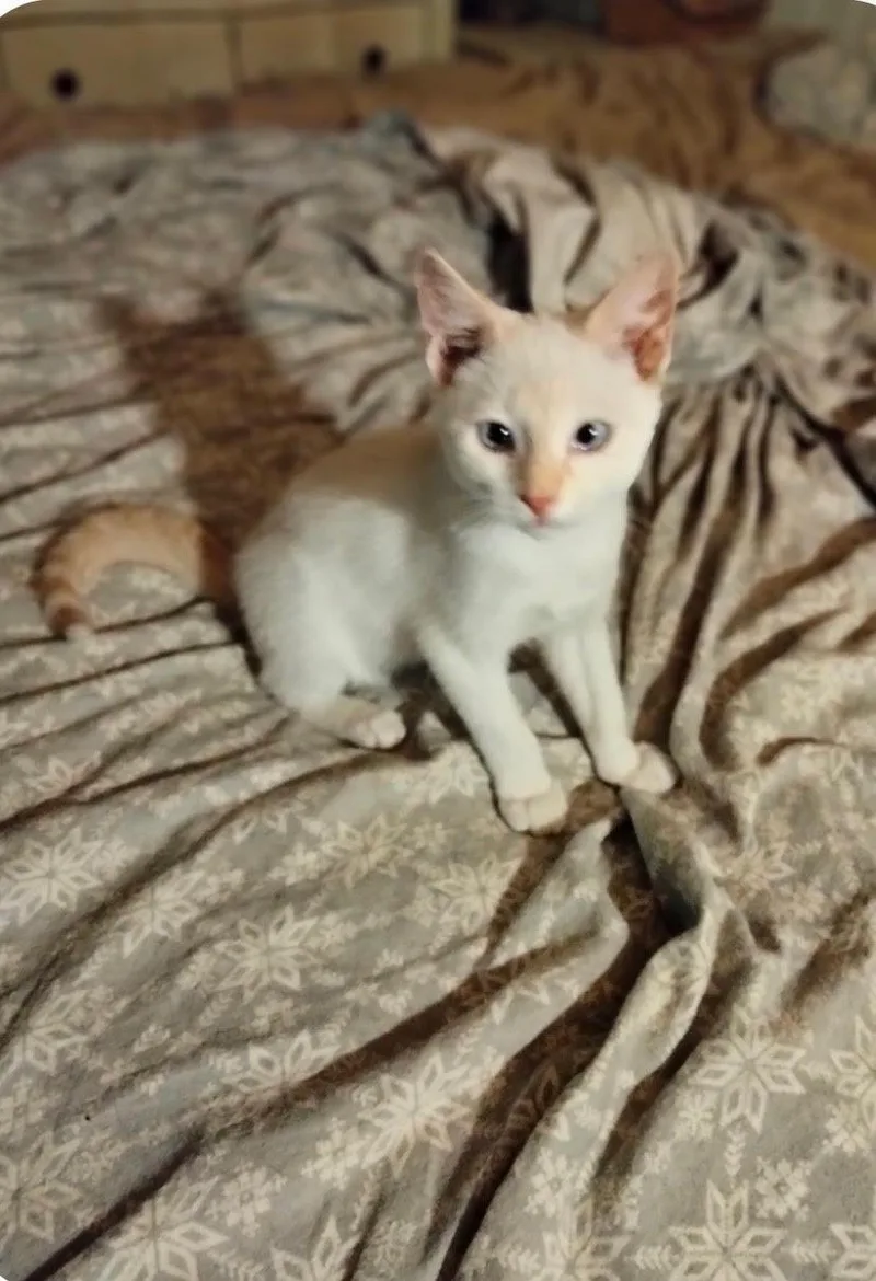 A baby medium-sized male Flame Point Domestic Short Hair cat named Frizz for adoption in Herculaneum, MO