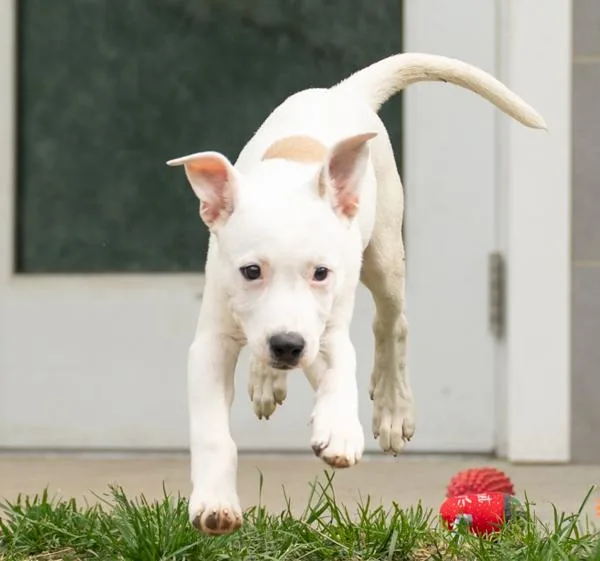 A baby large-sized male Australian Cattle Dog / Blue Heeler dog named Ferb for adoption in Stratham, NH