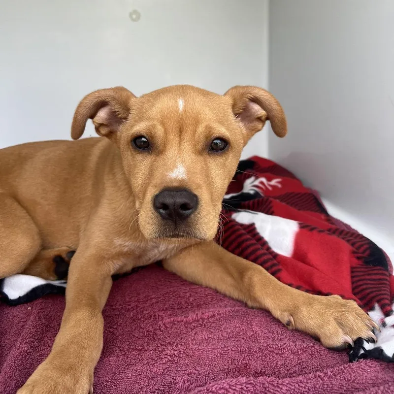 A baby small-sized male Yellow / Tan / Blond / Fawn Mixed Breed dog named Zy for adoption in Chattanooga, TN