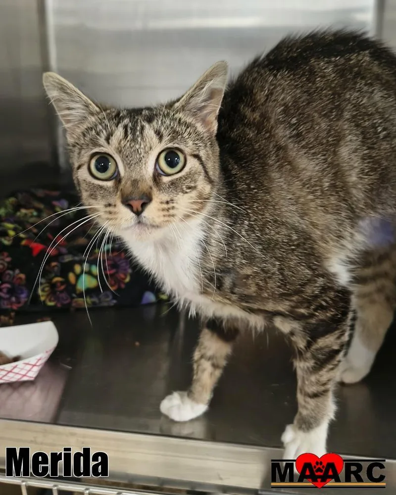 A young medium-sized female Domestic Short Hair cat named Merida for adoption in Maryville, TN