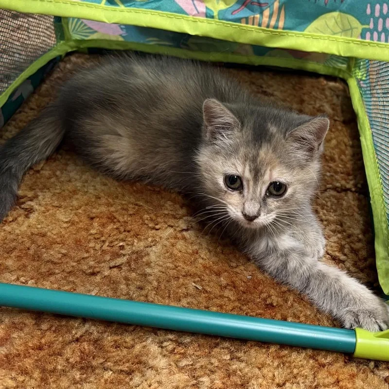 A baby small-sized female Gray / Blue / Silver Domestic Short Hair cat named Muffett for adoption in Ringtown, PA