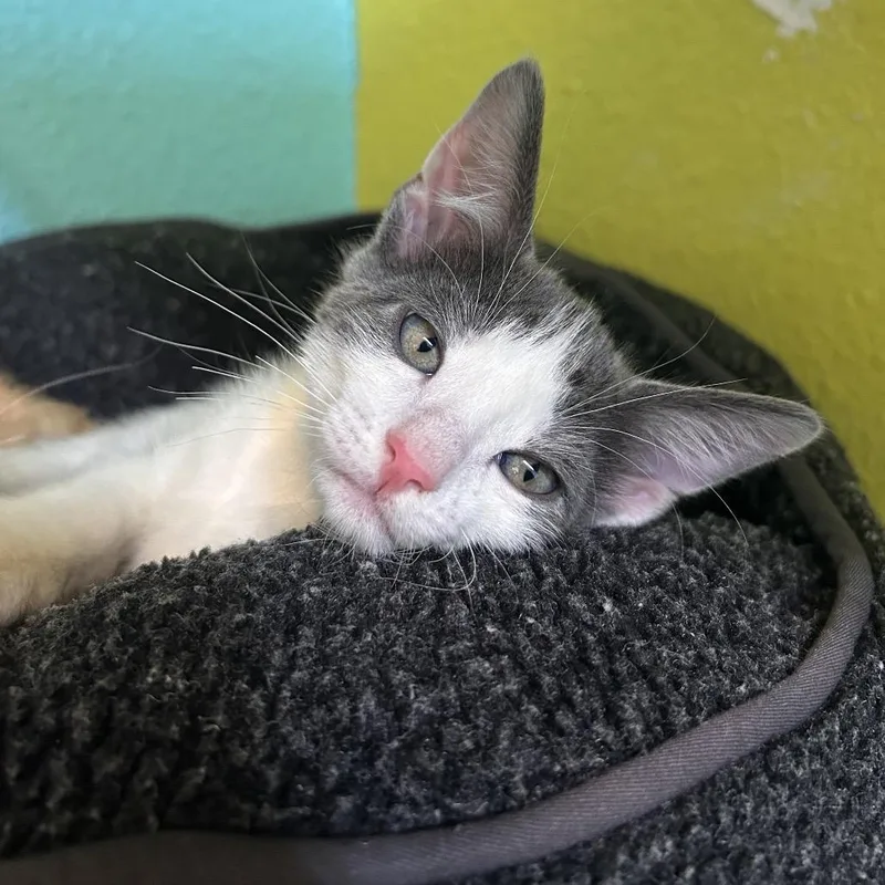A baby small-sized male Gray / Blue / Silver Domestic Short Hair cat named Bucket Jr for adoption in Fresno, CA